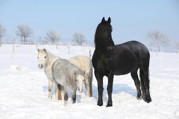 Dva ponnies a jeden Fríský mare v zimě — Stock fotografie
