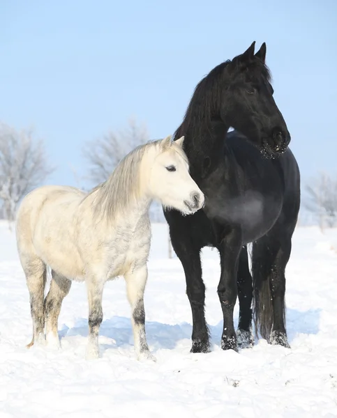 Caballo negro y pony blanco juntos —  Fotos de Stock