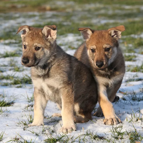 Two gorgeous puppies of wolfdog in winter — Stock Photo, Image