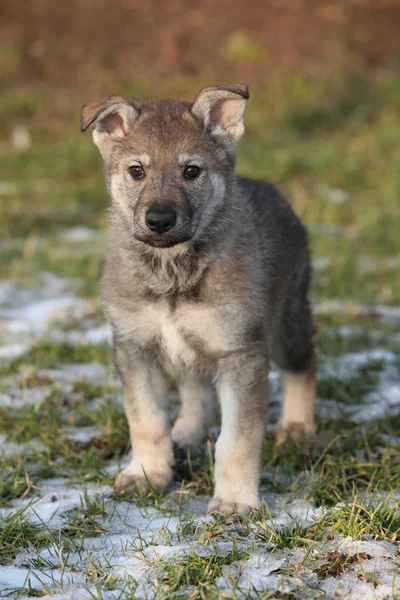 Gorgeous puppy of wolfdog in winter — Stock Photo, Image