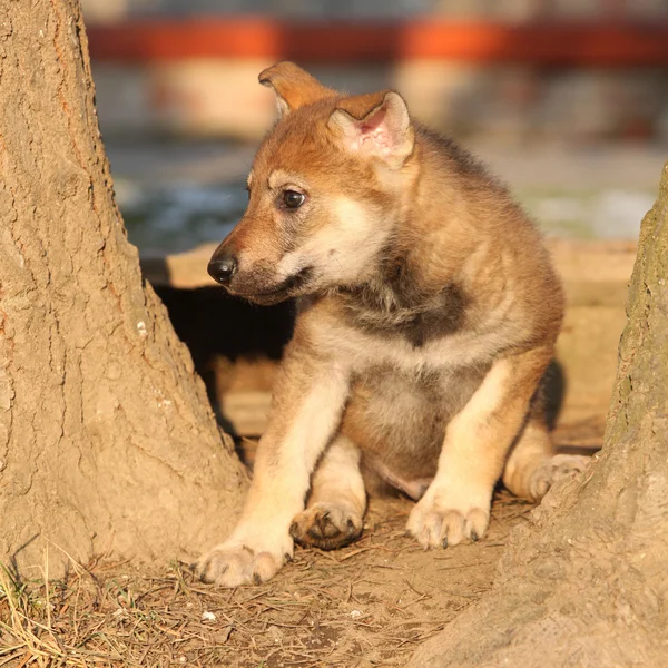 좋은 czechoslovakian wolfdog 강아지 — 스톡 사진