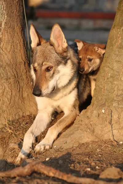 Wolfdog mother with its puppy between trees — Stock Photo, Image