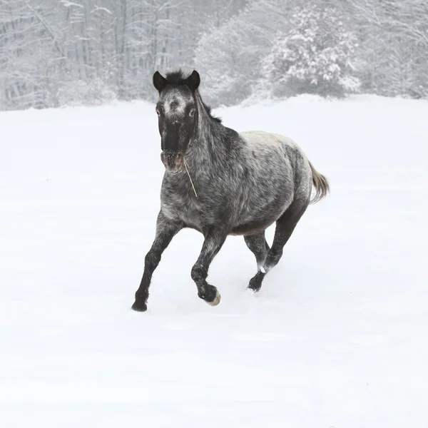 Belo pônei cinza correndo no inverno — Fotografia de Stock