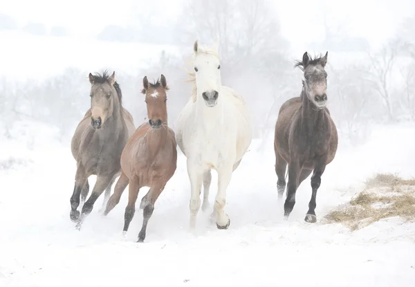 批的冬季运行的马 — 图库照片