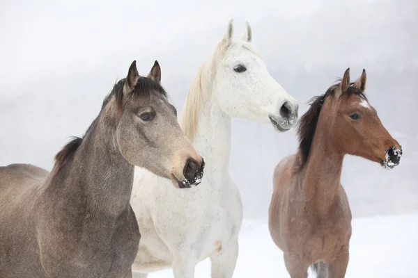 Batch van paarden in de winter — Stockfoto