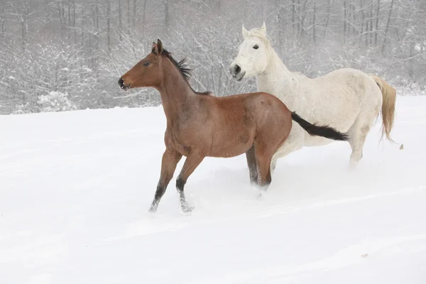 Two moravian warmbloods running in winter — Stock Photo, Image