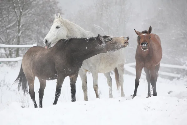 Parti av hästar på vintern — Stockfoto
