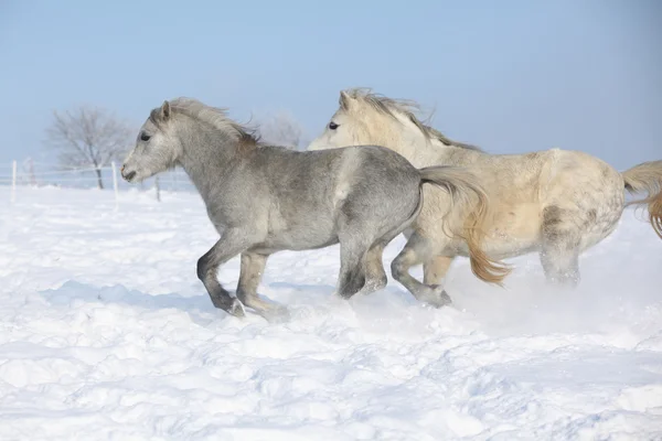Zwei wunderschöne Ponys, die im Winter zusammen laufen — Stockfoto