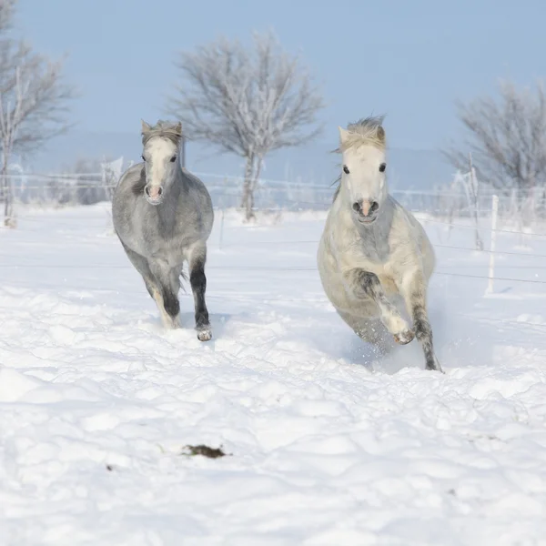 Dos magníficos ponis corriendo juntos en invierno — Foto de Stock