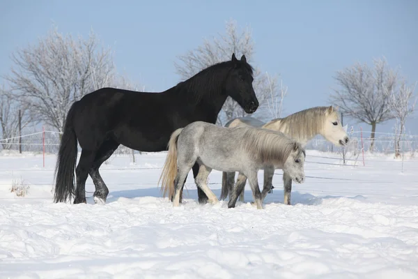Two ponnies and one friesian mare in winter — Stock Photo, Image