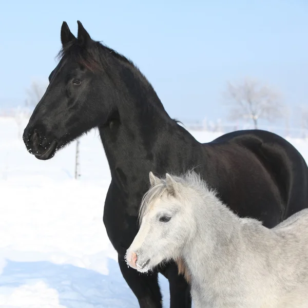Pony gris con caballo frisón negro — Foto de Stock