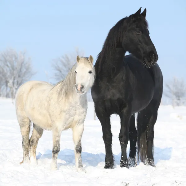 Svart häst och vita ponny tillsammans — Stockfoto