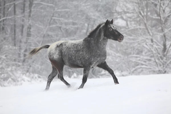 Beautiful grey pony running in winter — Stockfoto