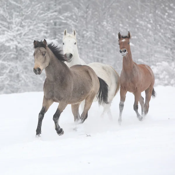 Batch of horses running in winter — Stock Photo, Image