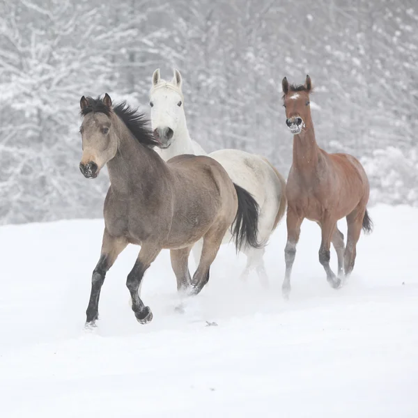 Pferdestaffel läuft im Winter — Stockfoto