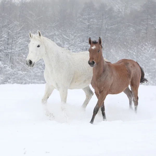 Two moravian warmbloods running in winter — Stock Photo, Image