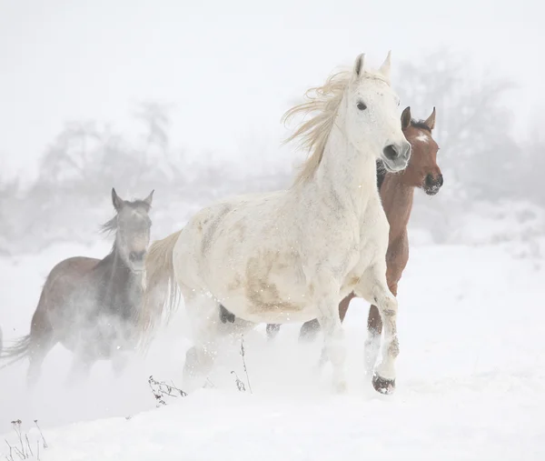 Batch of horses running in winter — Stock Photo, Image