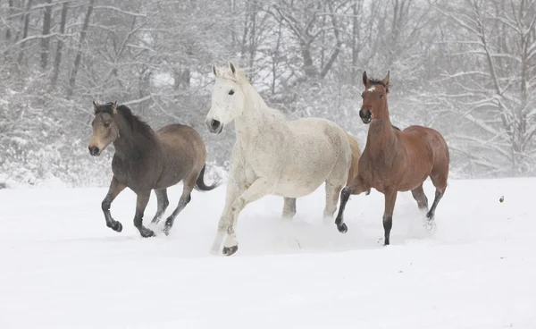 Lotto di cavalli in esecuzione in inverno — Foto Stock