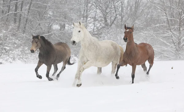 Pferdestaffel läuft im Winter — Stockfoto