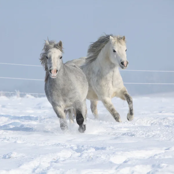 Dois pôneis lindos correndo juntos no inverno — Fotografia de Stock