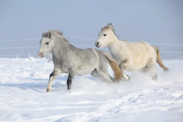 Dois pôneis lindos correndo juntos no inverno — Fotografia de Stock