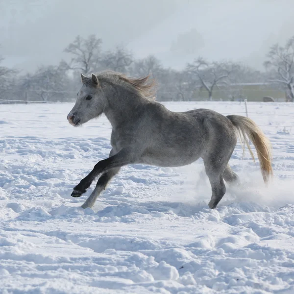 Wunderschönes walisisches Pony-Rennen im Winter — Stockfoto