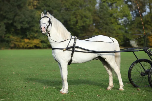 Pony blanco de montaña galés de pie —  Fotos de Stock