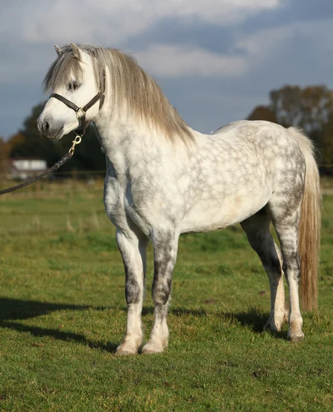 Wit welsh mountain pony met zwart halster — Stockfoto