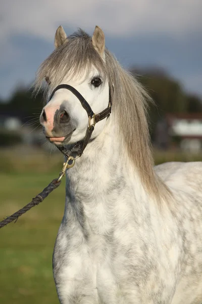 White welsh mountain pony with black halter — Stock Photo, Image