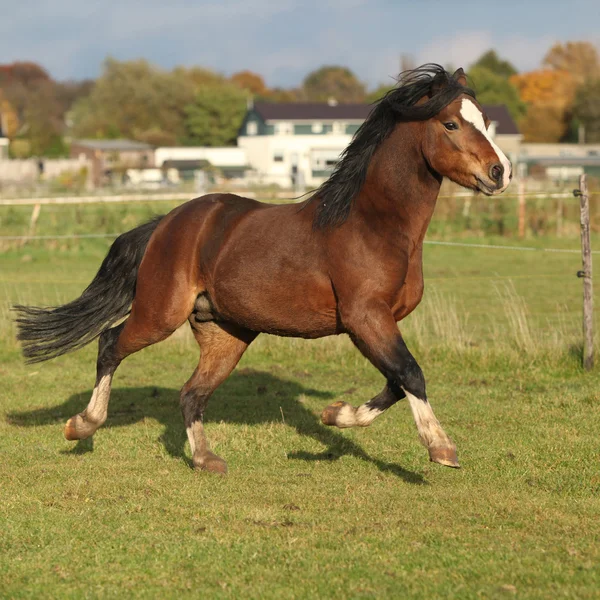 Belo galês montanha cavalo garanhão correndo — Fotografia de Stock