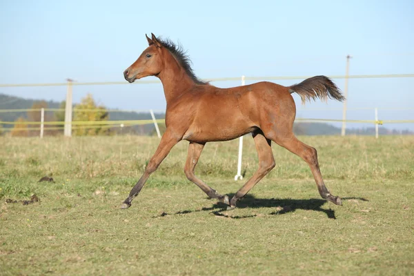 Perfect arabian horse foal running on pasturage — Stock Photo, Image