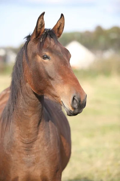 Bom cavalo kabardin no outono — Fotografia de Stock