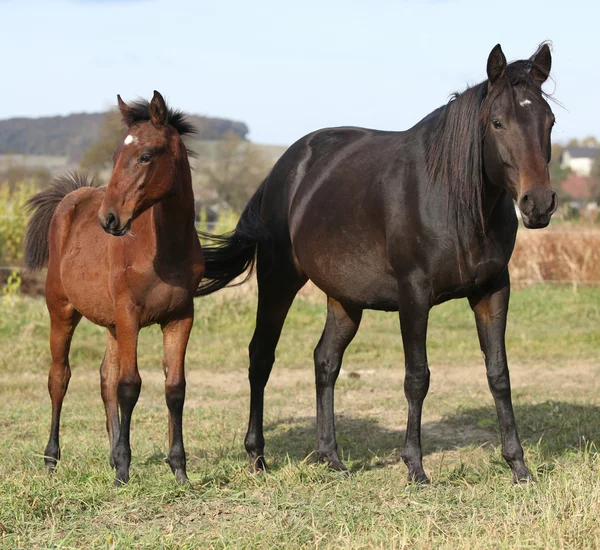 Kabardin horse on pasturage — Stock Photo, Image