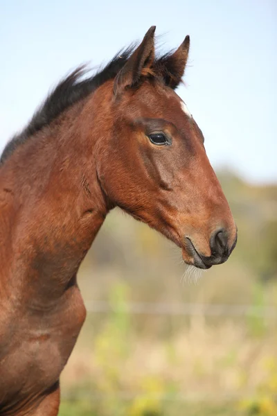 秋の素敵な kabardin 馬の子馬 — ストック写真