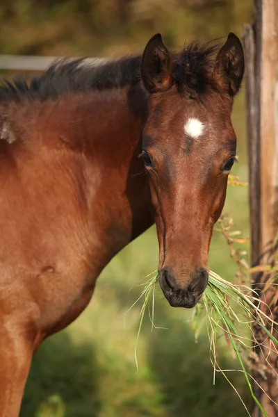 Bom kabardin cavalo potro comer — Fotografia de Stock