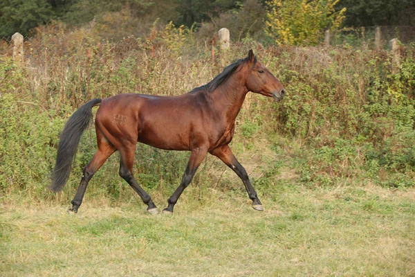 Nice kabardin horse running in autumn — Stock Photo, Image