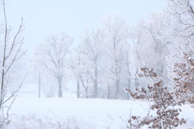 ağaçlar beatufiul hoarfrost ve sis