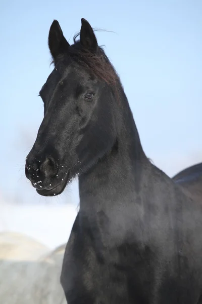 Hermosa yegua friesia en invierno — Foto de Stock