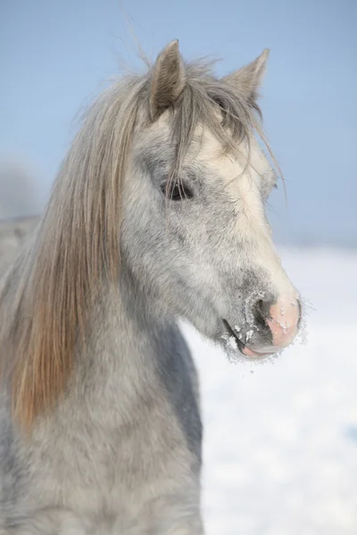 Úžasné šedá pony v zimě — Stock fotografie