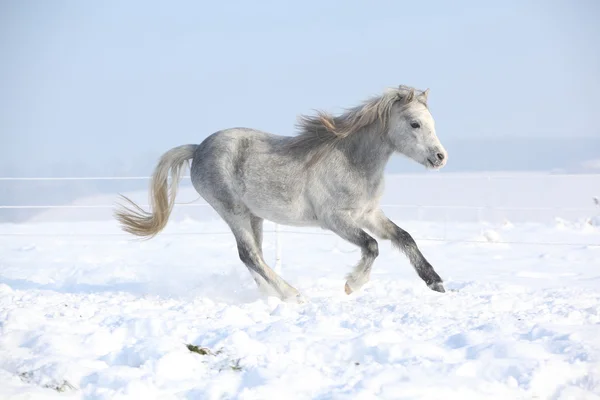 Lindo pônei de montanha galês correndo no inverno — Fotografia de Stock