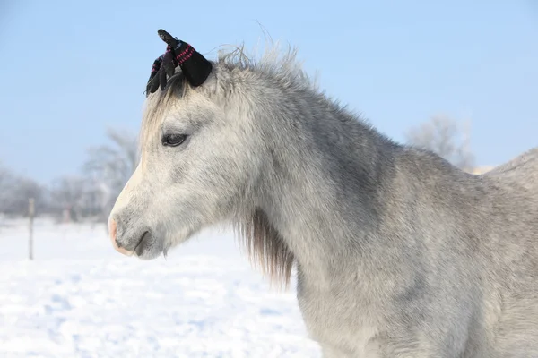 有趣的灰色小马与 glowes 在冬天 — 图库照片