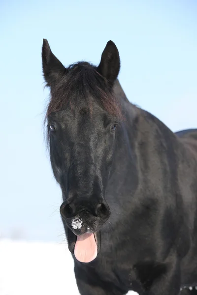 Legrační Fríský kůň ukazuje jeho jazyk — Stock fotografie