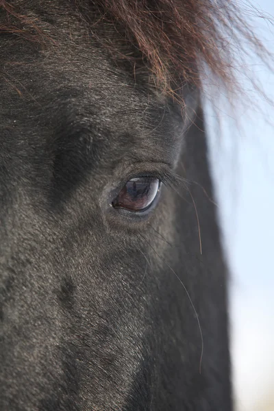 An eye of nice friesian mare — Stock Photo, Image