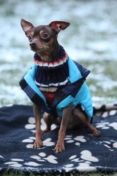 Nice prague ratter with dog clothes in winter