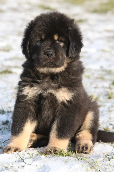 Erstaunliche Welpen der tibetischen Dogge — Stockfoto