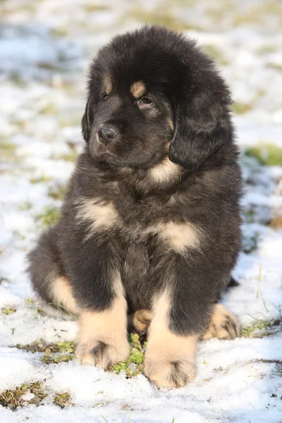 Erstaunliche Welpen der tibetischen Dogge — Stockfoto