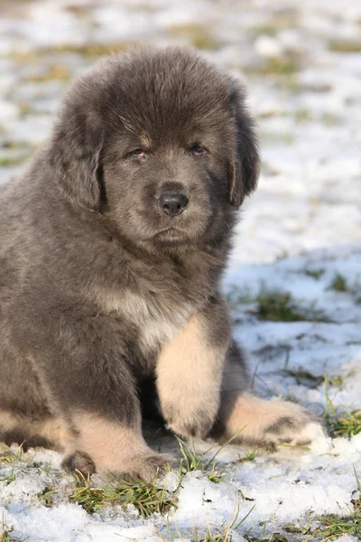 당신을 보고 티벳 마스 티 프의 놀라운 강아지 — 스톡 사진