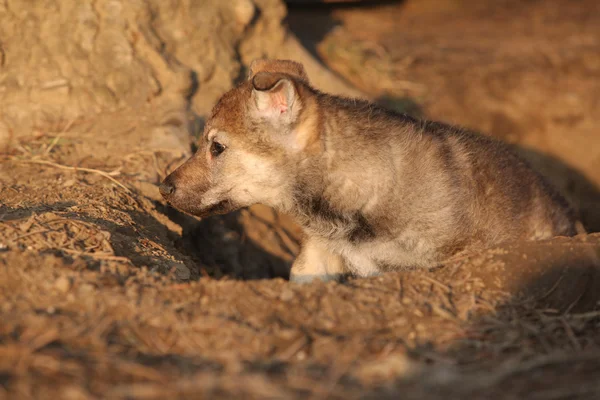 Nice Czechoslovakian wolfdog puppy — Stock Photo, Image