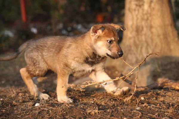 Nice Czechoslovakian wolfdog puppy playing — Stock Photo, Image