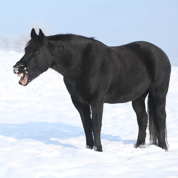 Gorgeous friesian horse yawning — Stock Photo, Image